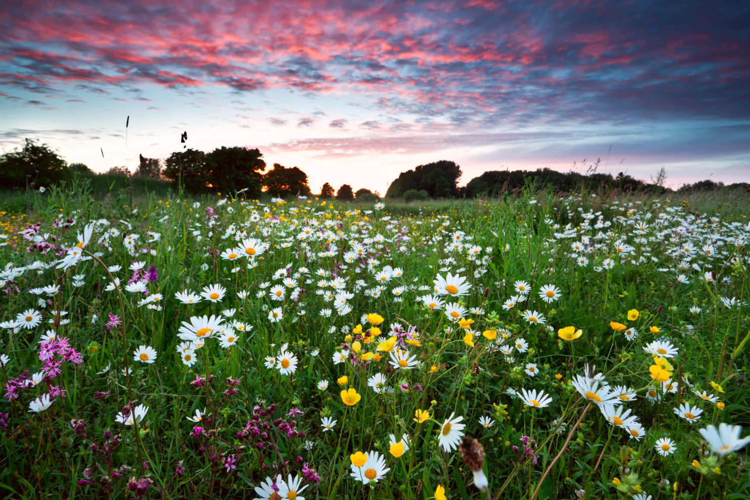 3 Benefits of Wildflowers in your Garden Anew Green
