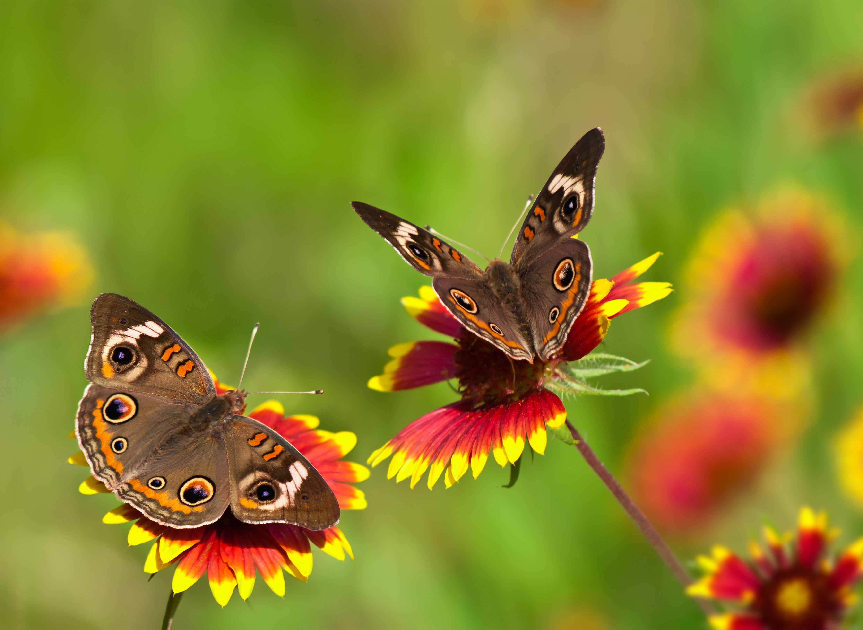 Buckeye butterflies on Indian Blanket flowers Anew Green