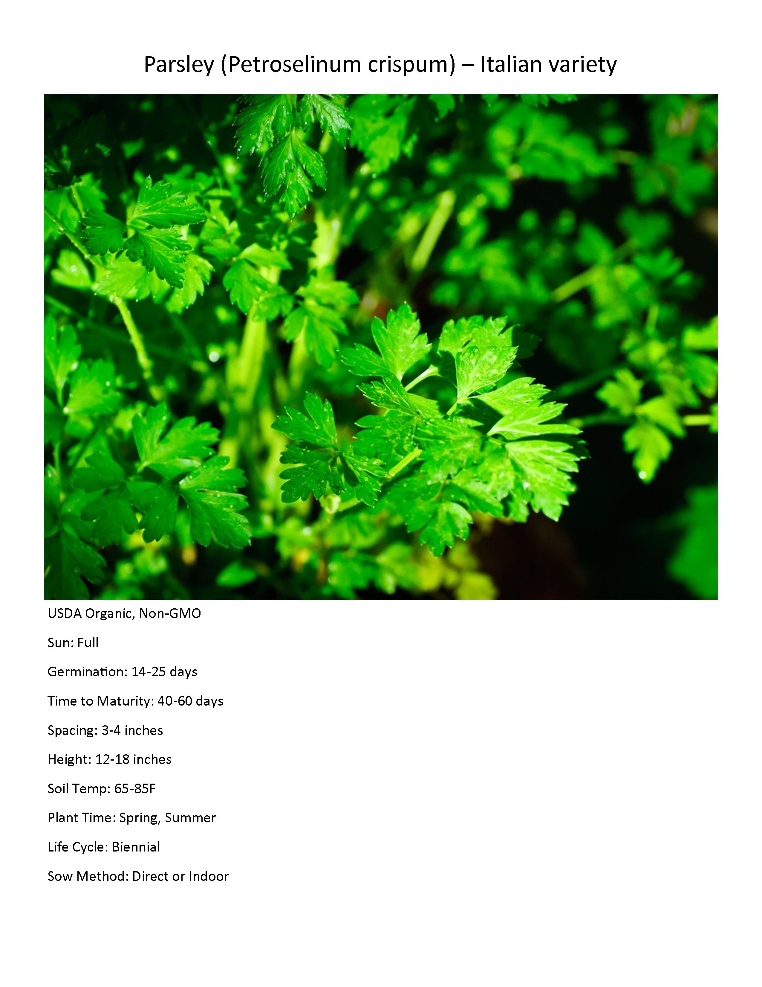 parsley italian Anew Green